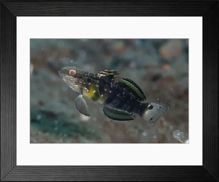 Framed Print : UW INDO 1894 47 Framed Print : UW INDO 1894 47