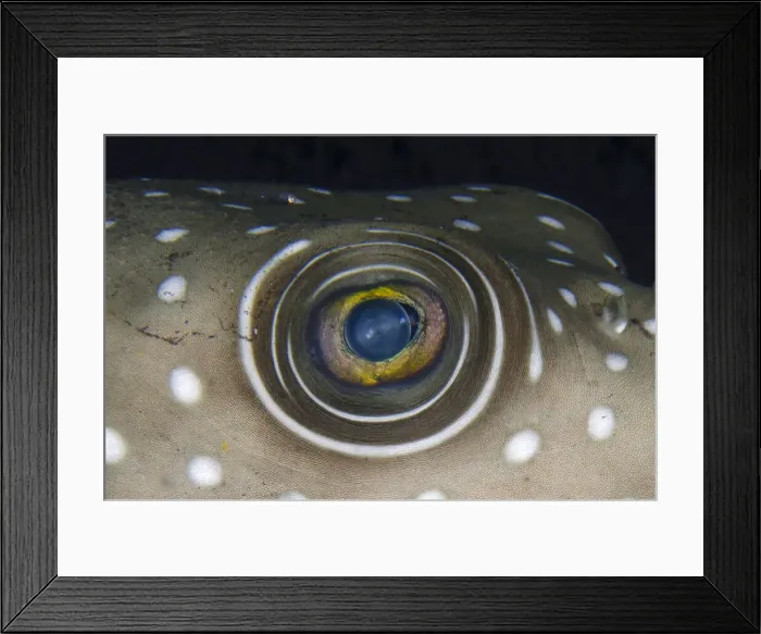 Framed Print : UW INDO 1895 11 Framed Print : UW INDO 1895 11