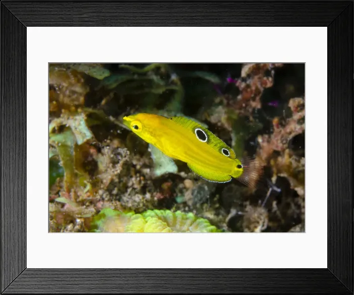 Framed Print : UW INDO 1896 07 Framed Print : UW INDO 1896 07