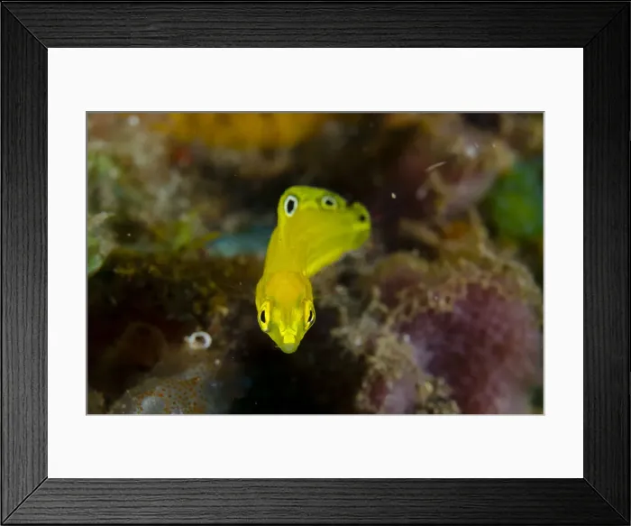 Framed Print : UW INDO 1896 09 Framed Print : UW INDO 1896 09