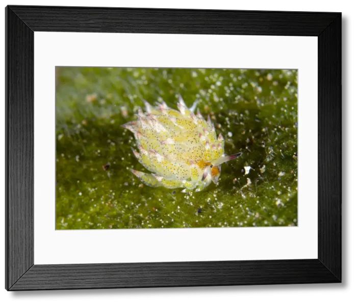 Framed Print : UW INDO 1896 46 Framed Print : UW INDO 1896 46