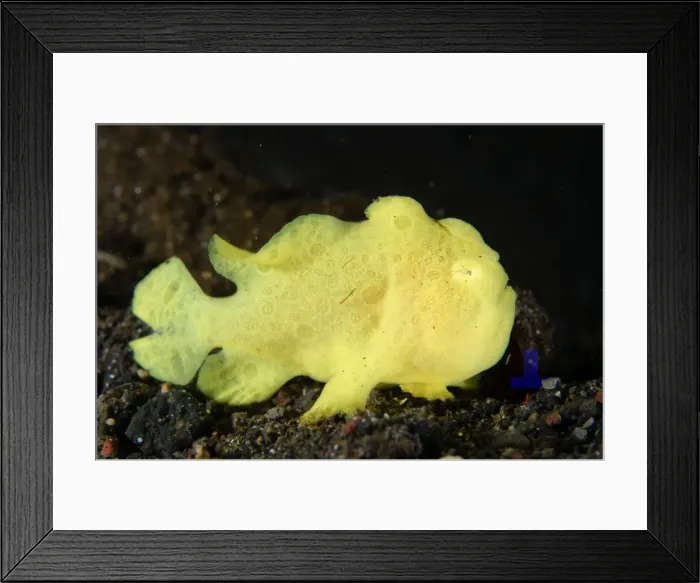 Framed Print : UW INDO 1896 60 Framed Print : UW INDO 1896 60