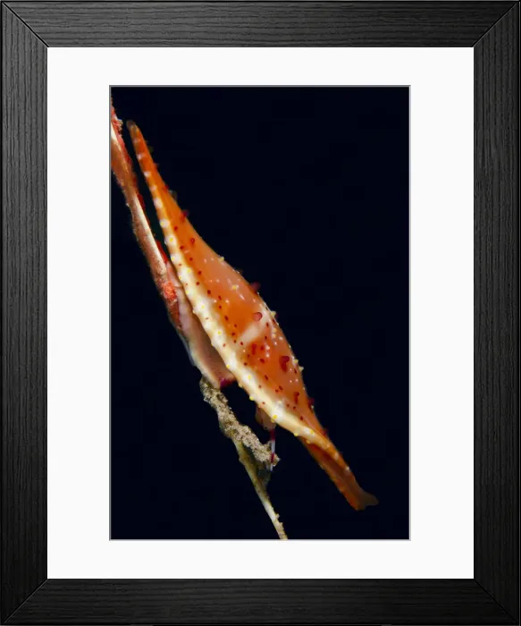 Framed Print : UW INDO 1897 13 Framed Print : UW INDO 1897 13