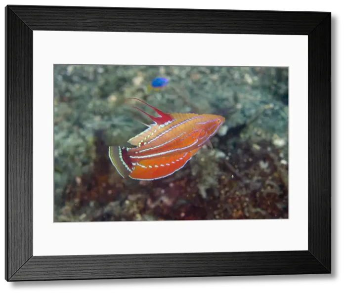 Framed Print : UW INDO 1897 44 Framed Print : UW INDO 1897 44