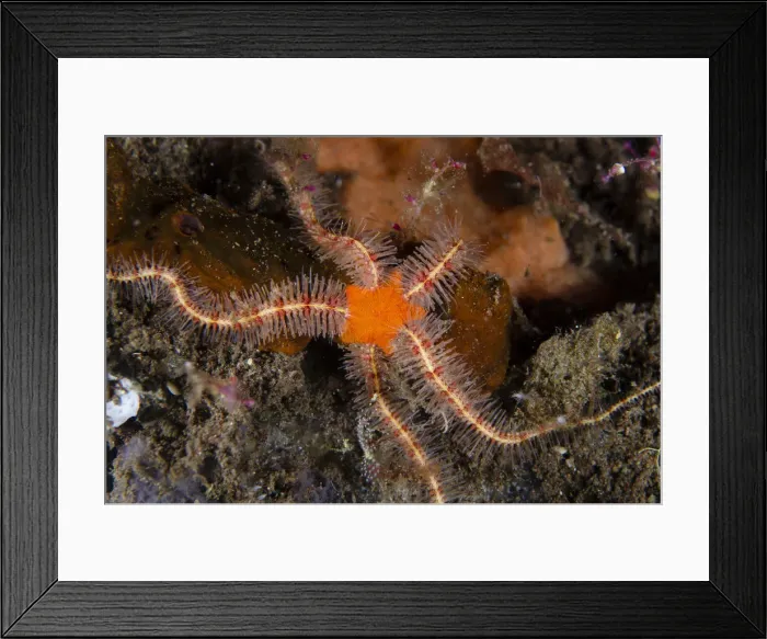 Framed Print : UW INDO 1895 18 Framed Print : UW INDO 1895 18