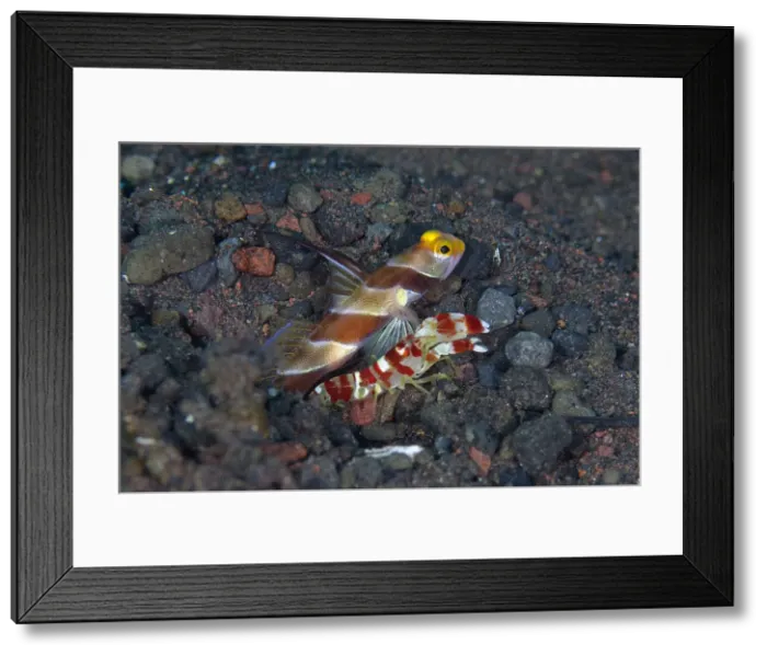 Framed Print : UW INDO 1902 19 Framed Print : UW INDO 1902 19