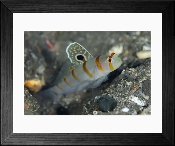 Framed Print : UW INDO 1905 42 Framed Print : UW INDO 1905 42