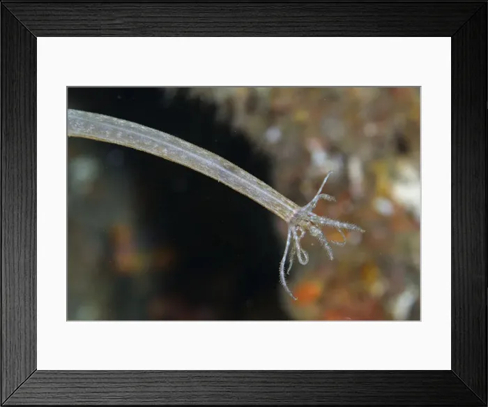 Framed Print : UW INDO 1905 43 Framed Print : UW INDO 1905 43
