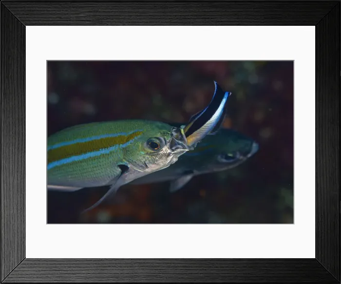 Framed Print : UW INDO 1905 53 Framed Print : UW INDO 1905 53