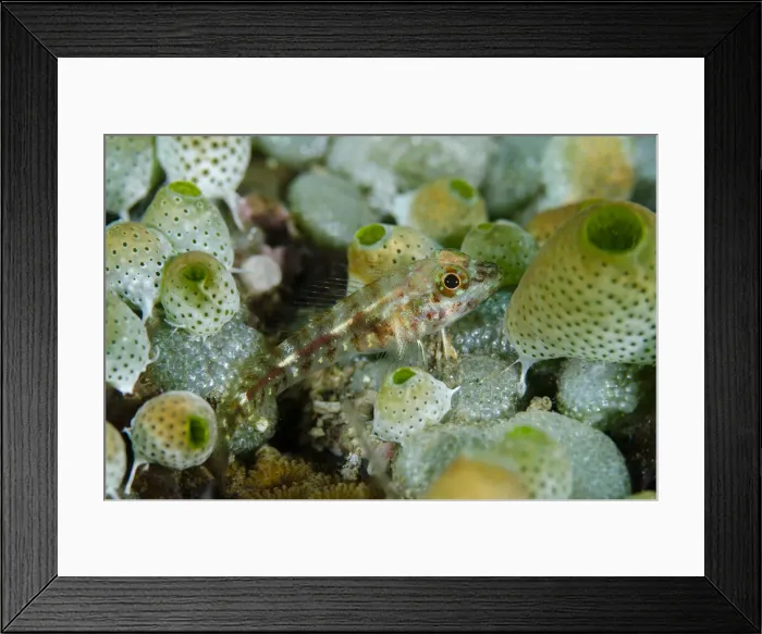 Framed Print : UW INDO 1906 56 Framed Print : UW INDO 1906 56