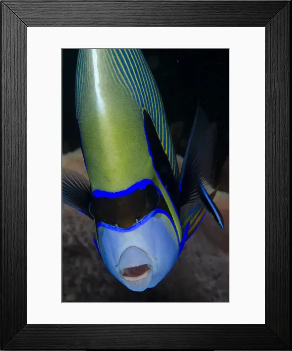Framed Print : UW INDO 1906 59 Framed Print : UW INDO 1906 59