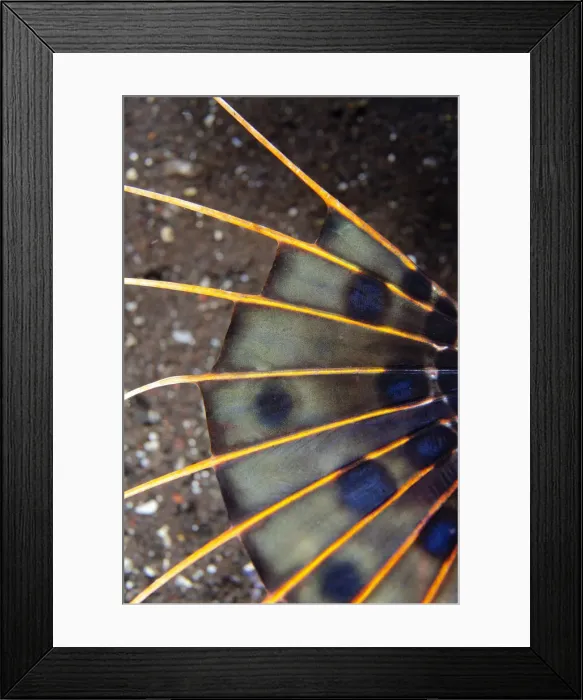 Framed Print : UW INDO 1906 78 Framed Print : UW INDO 1906 78