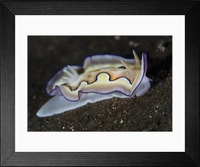 Framed Print : UW INDO 1908 05 Framed Print : UW INDO 1908 05