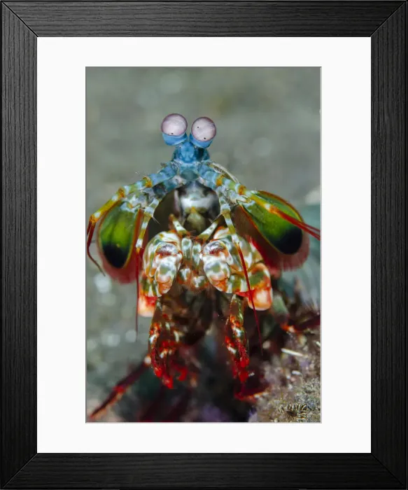 Framed Print : UW INDO 1909 50 Framed Print : UW INDO 1909 50