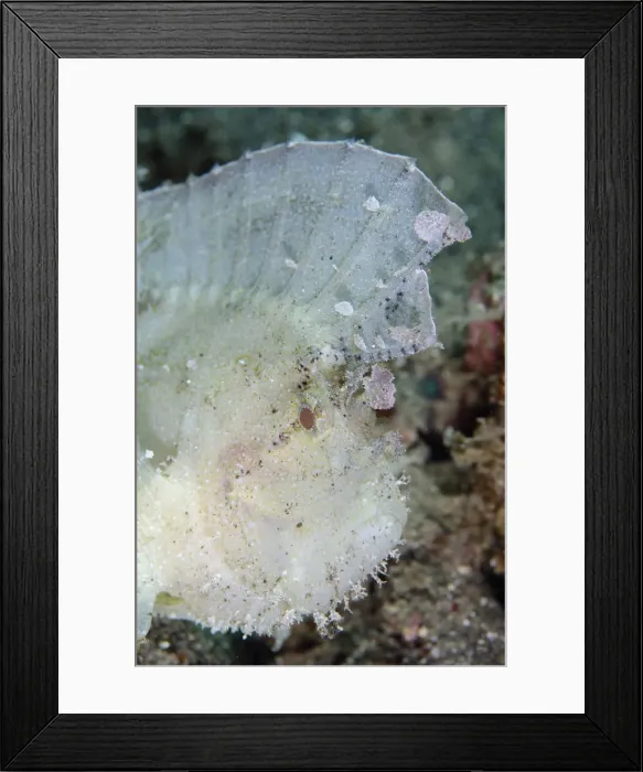 Framed Print : UW INDO 1909 68 Framed Print : UW INDO 1909 68