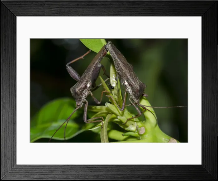 Framed Print : INDO 19-12 229 Framed Print : INDO 19-12 229