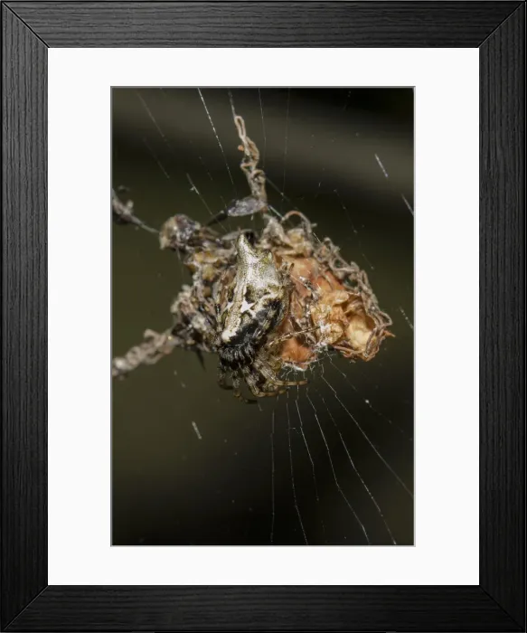 Framed Print : INDO 19-12 259 Framed Print : INDO 19-12 259