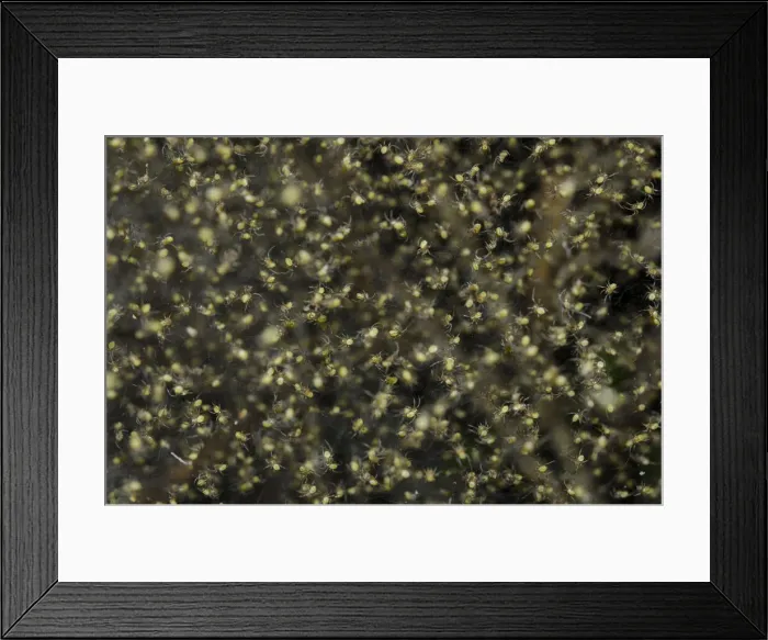 Framed Print : INDO 19-12 288 Framed Print : INDO 19-12 288