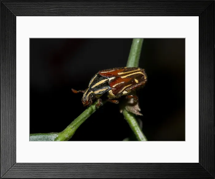 Framed Print : INDO 19-12 331 Framed Print : INDO 19-12 331