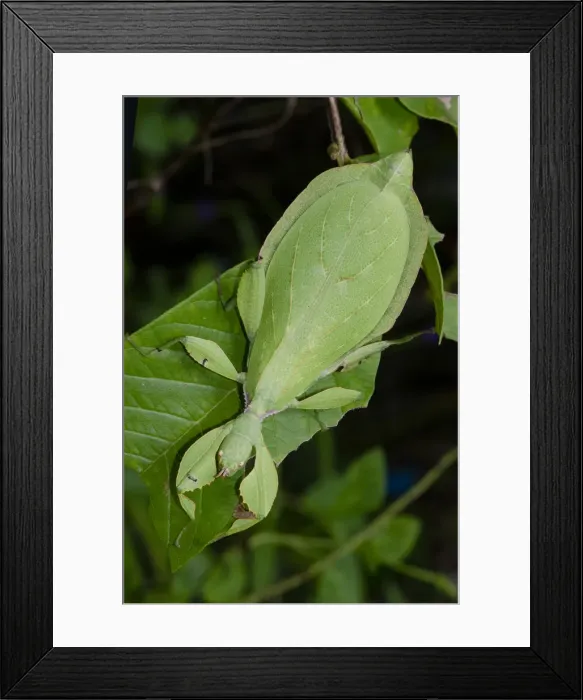 Framed Print : INDO 20-01 45 Framed Print : INDO 20-01 45