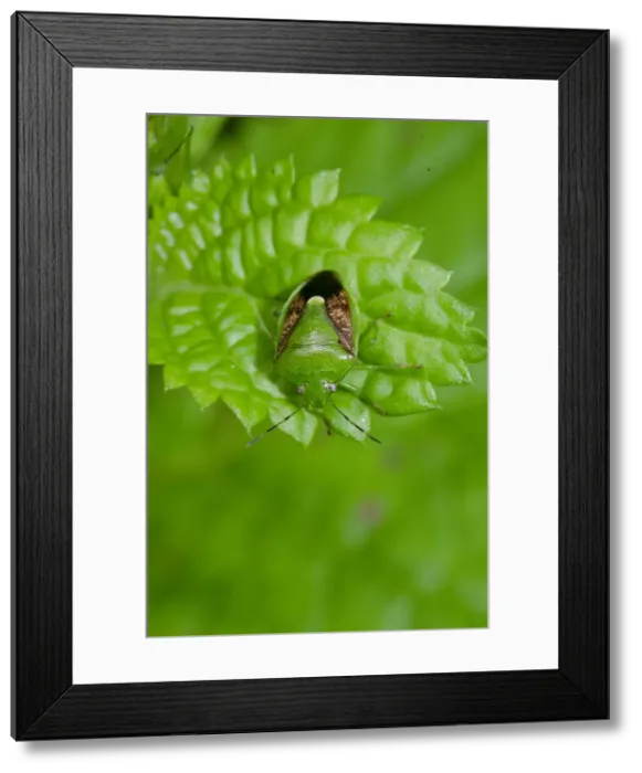 Framed Print : INDO 20-01 65 Framed Print : INDO 20-01 65