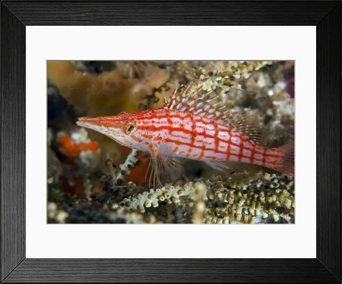 Framed Print : UW INDO 1969 08 Framed Print : UW INDO 1969 08