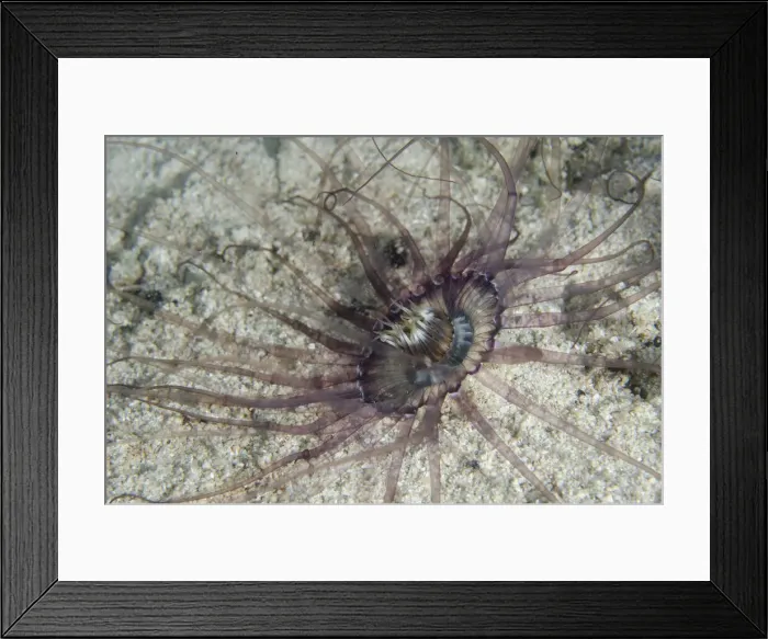 Framed Print : UW INDO 1971 39 Framed Print : UW INDO 1971 39