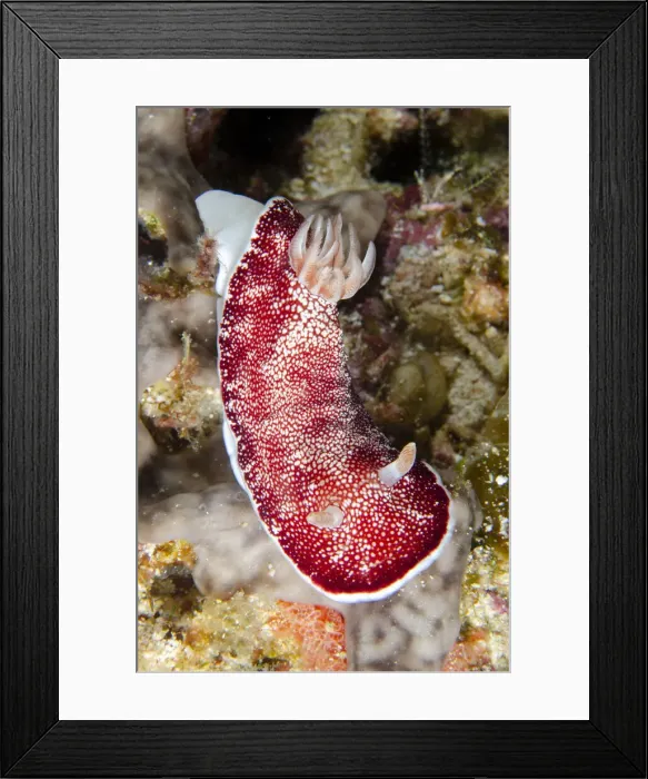 Framed Print : UW INDO 1973 07 Framed Print : UW INDO 1973 07