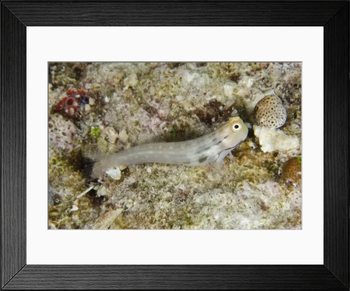 Framed Print : UW INDO 1974 42 Framed Print : UW INDO 1974 42