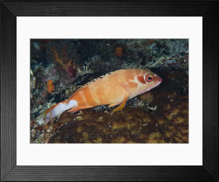 Framed Print : UW INDO 1975 05 Framed Print : UW INDO 1975 05