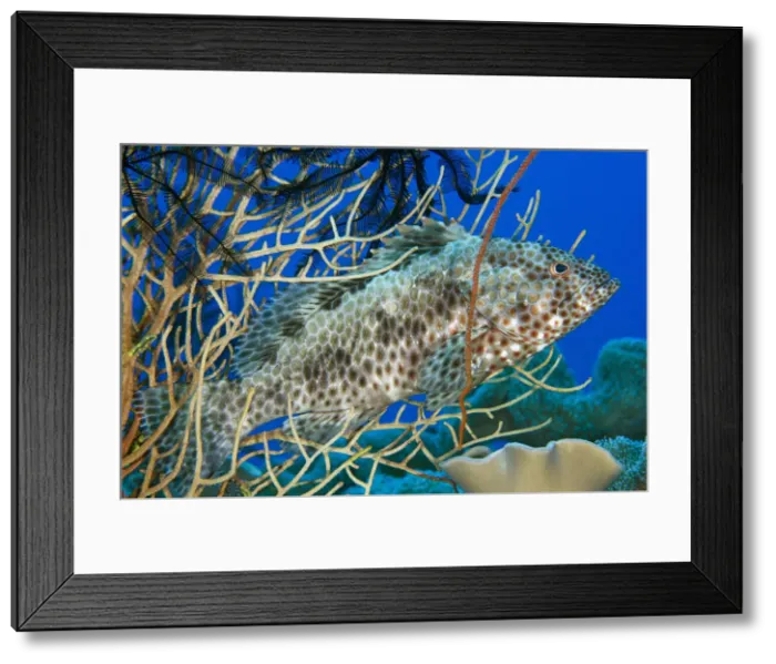 Framed Print : UW INDO 1977 04
