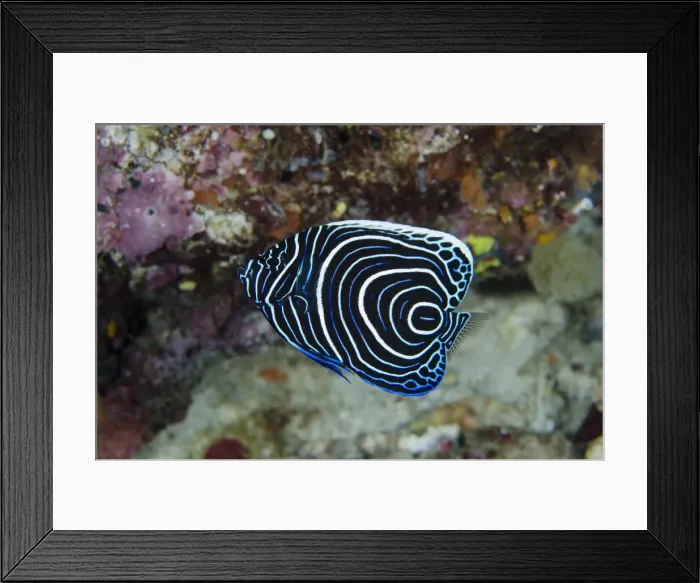 Framed Print : UW INDO 1979 10 Framed Print : UW INDO 1979 10