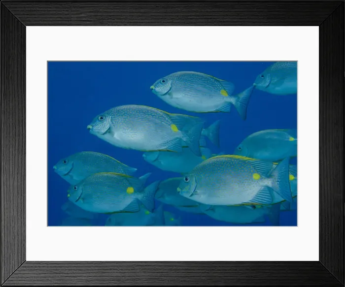 Framed Print : UW INDO 1987 22 Framed Print : UW INDO 1987 22