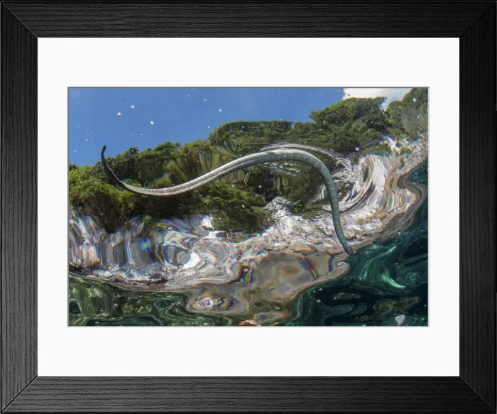 Framed Print : UW INDO 1989 96 Framed Print : UW INDO 1989 96