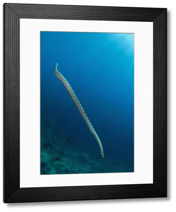 Framed Print : UW INDO 1989 38 Framed Print : UW INDO 1989 38