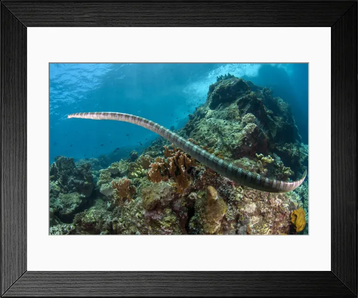Framed Print : UW INDO 1990 10 Framed Print : UW INDO 1990 10