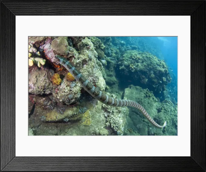 Framed Print : UW INDO 1990 15 Framed Print : UW INDO 1990 15