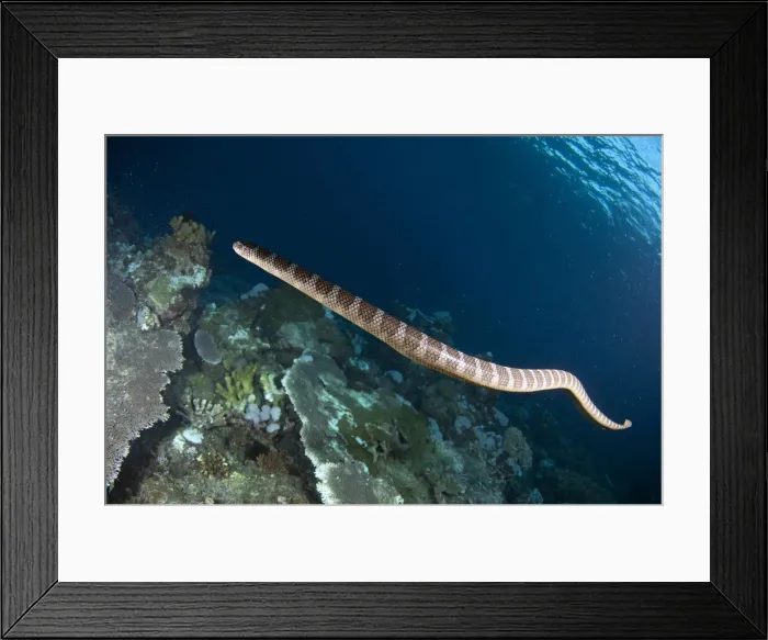 Framed Print : UW INDO 1992 118 Framed Print : UW INDO 1992 118