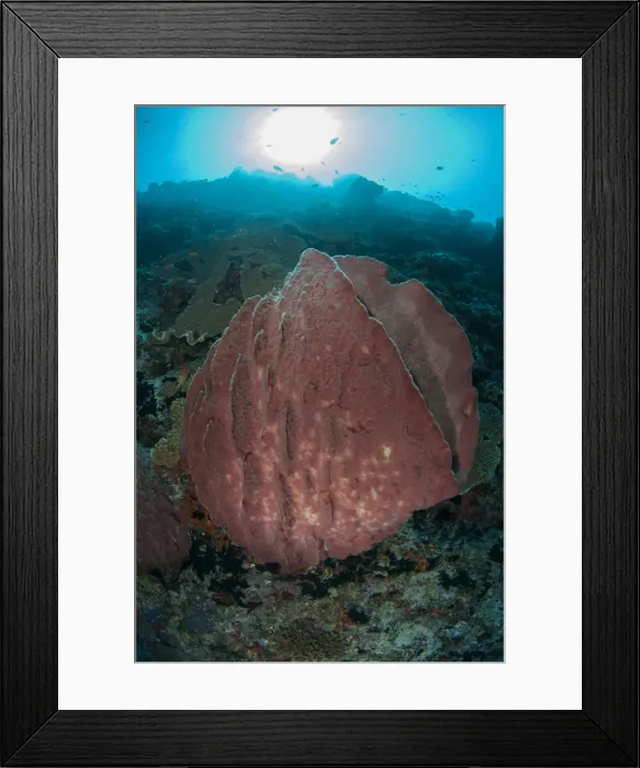 Framed Print : UW INDO 1995 30 Framed Print : UW INDO 1995 30