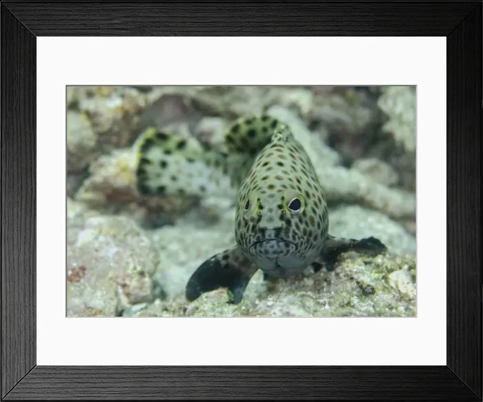 Framed Print : UW INDO 1995 45 Framed Print : UW INDO 1995 45