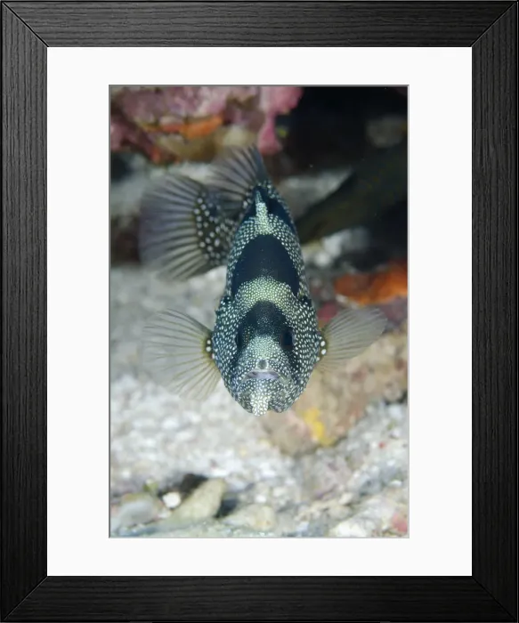 Framed Print : UW INDO 1999 47 Framed Print : UW INDO 1999 47
