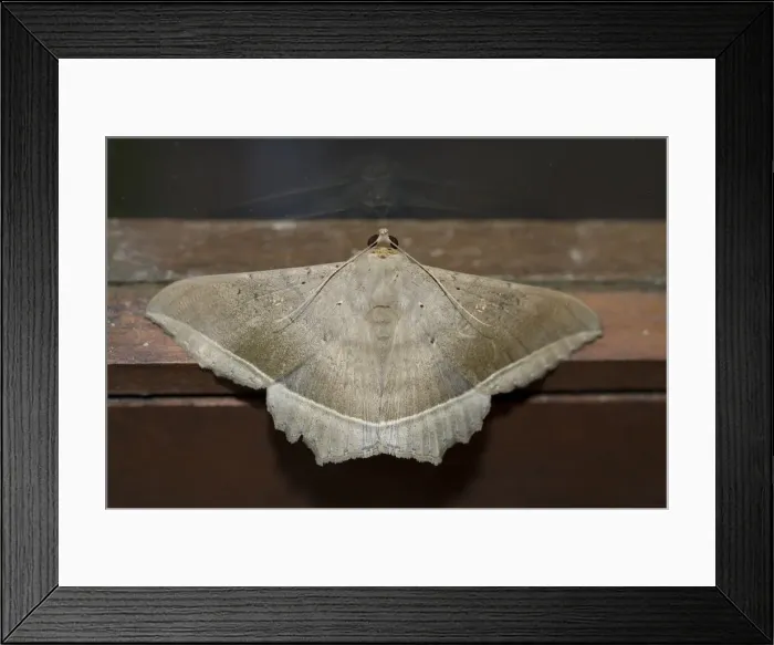 Framed Print : INDO 20-05 01 Framed Print : INDO 20-05 01