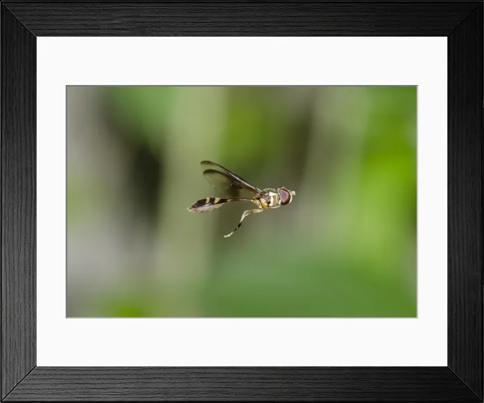 Framed Print : INDO 20-05 104 Framed Print : INDO 20-05 104