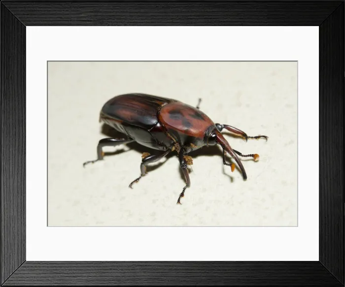 Framed Print : INDO 20-05 109 Framed Print : INDO 20-05 109