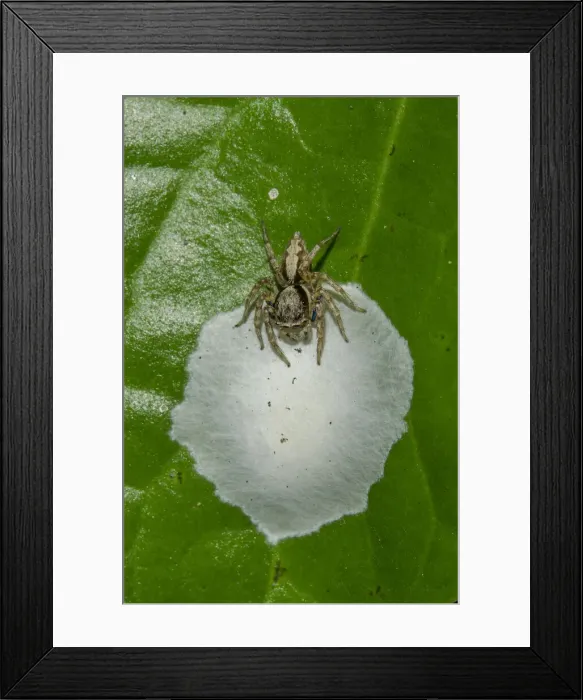 Framed Print : INDO 20-05 10 Framed Print : INDO 20-05 10