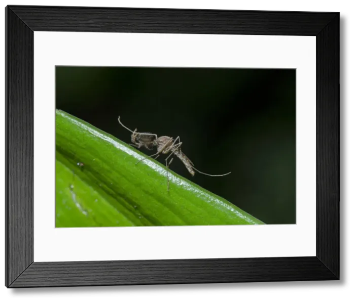 Framed Print : INDO 20-05 24 Framed Print : INDO 20-05 24
