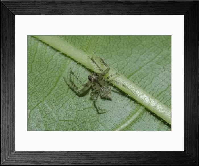 Framed Print : INDO 20-05 25 Framed Print : INDO 20-05 25