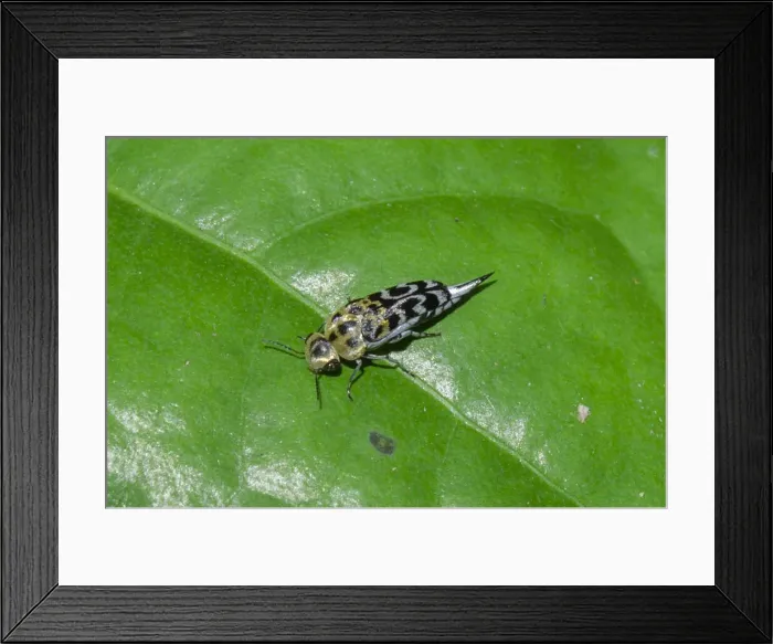 Framed Print : INDO 20-05 52 Framed Print : INDO 20-05 52