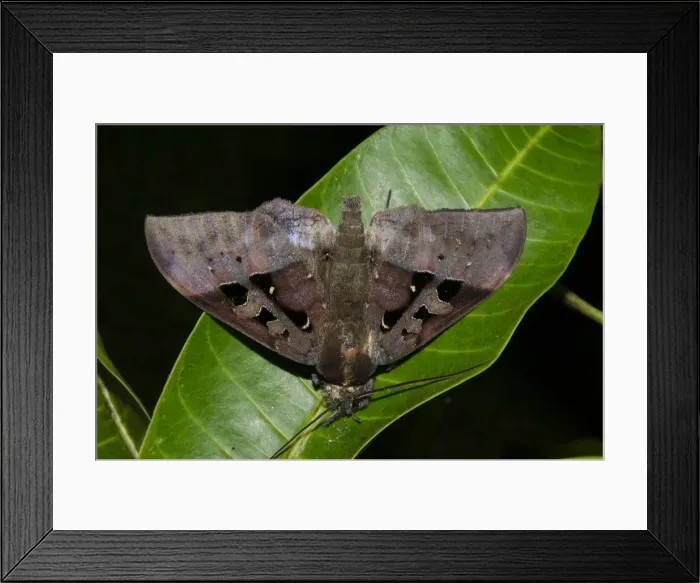 Framed Print : INDO 20-05 69 Framed Print : INDO 20-05 69