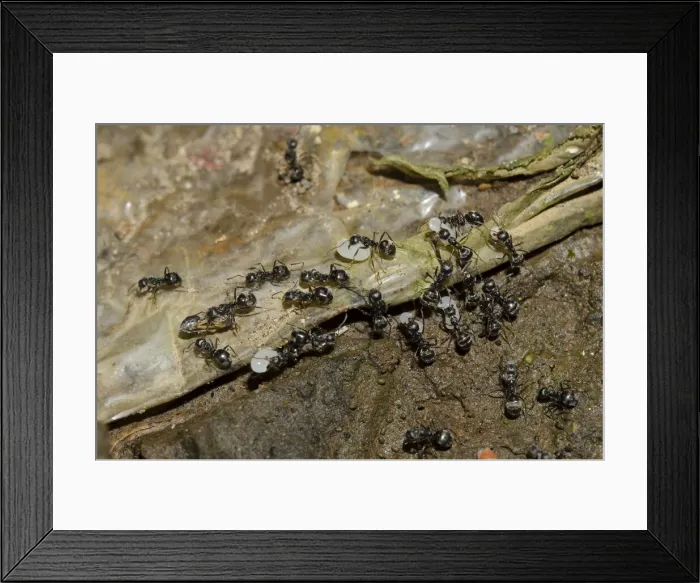 Framed Print : INDO 20-05 078 Framed Print : INDO 20-05 078